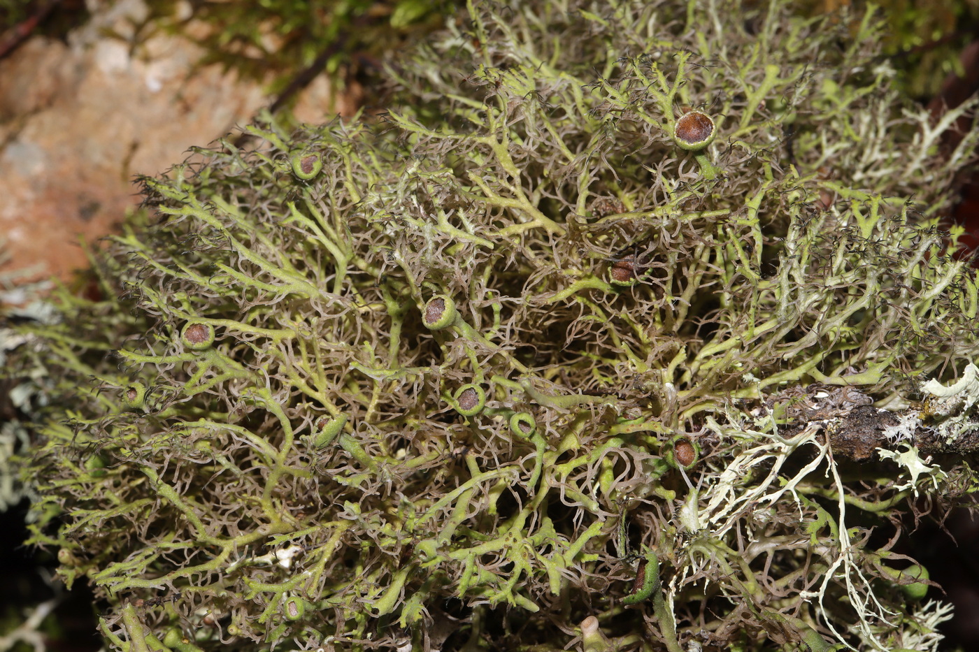 Изображение особи Anaptychia ciliaris.