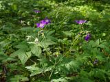 Geranium sylvaticum. Соцветие с цветками и завязавшимися плодами. Свердловская обл., городской округ Первоуральск, турбаза \"Остров\", сосновый лес с примесью берёзы, небольшая разнотравная поляна. 15.06.2024.
