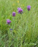 Astragalus onobrychis. Верхняя часть цветущего растения. Ульяновская обл., Мелекесский р-н, окр. пос. Вишенка, Медвежий овраг, разнотравная степь на склоне. 06.06.2024.