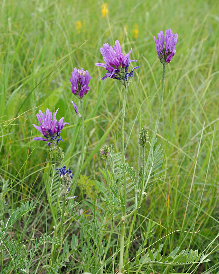 Image of Astragalus onobrychis specimen.