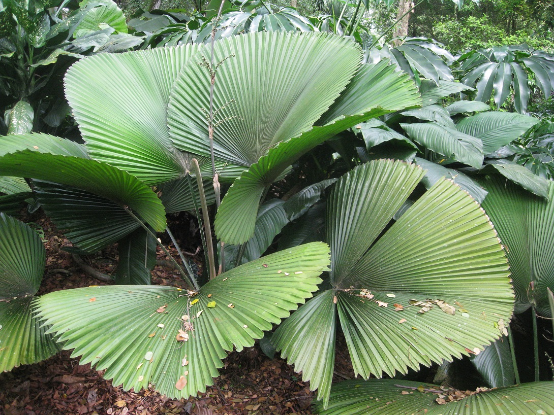 Image of genus Licuala specimen.