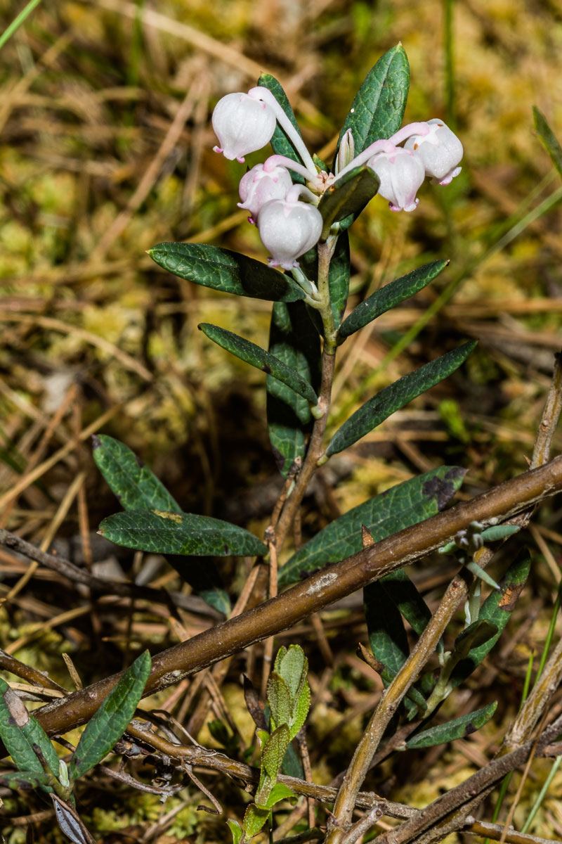 Изображение особи Andromeda polifolia.