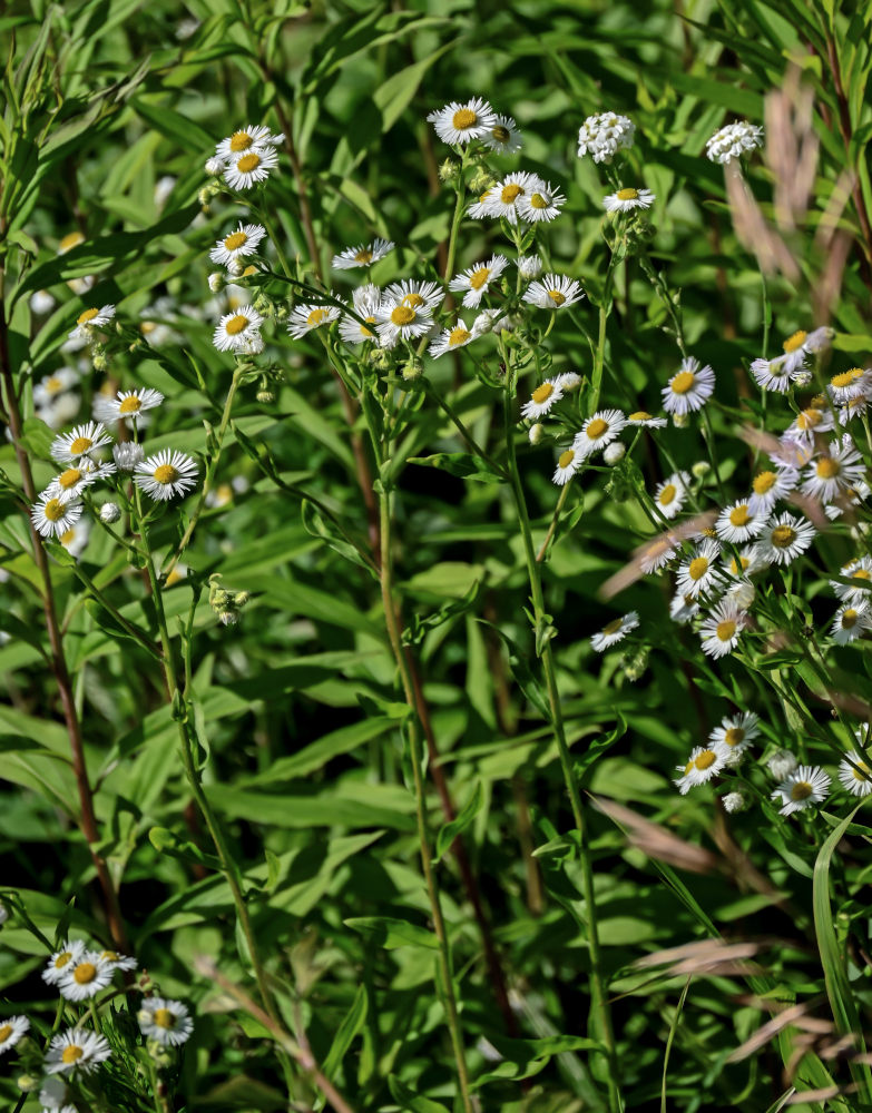 Изображение особи Erigeron annuus.