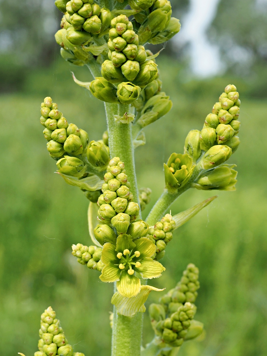 Image of Veratrum lobelianum specimen.