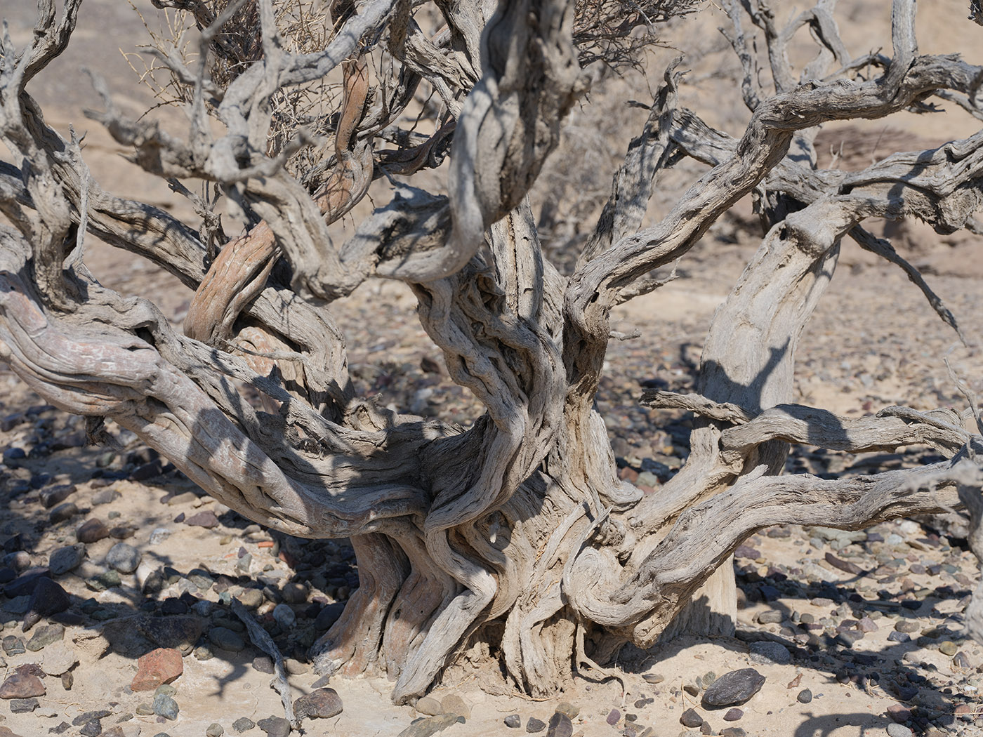 Image of Haloxylon aphyllum specimen.