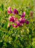 genus Lathyrus