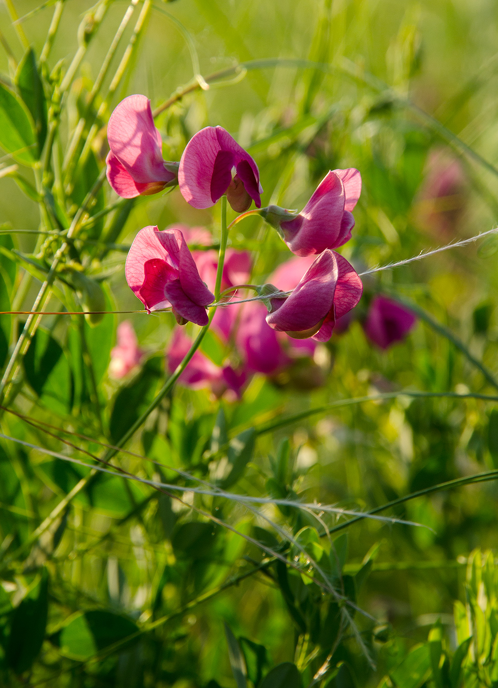 Image of Lathyrus tuberosus specimen.