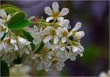 Amelanchier spicata. Часть соцветия. Московская обл., Раменский р-н, окр. дер. Хрипань, садовый участок. 11.05.2026.