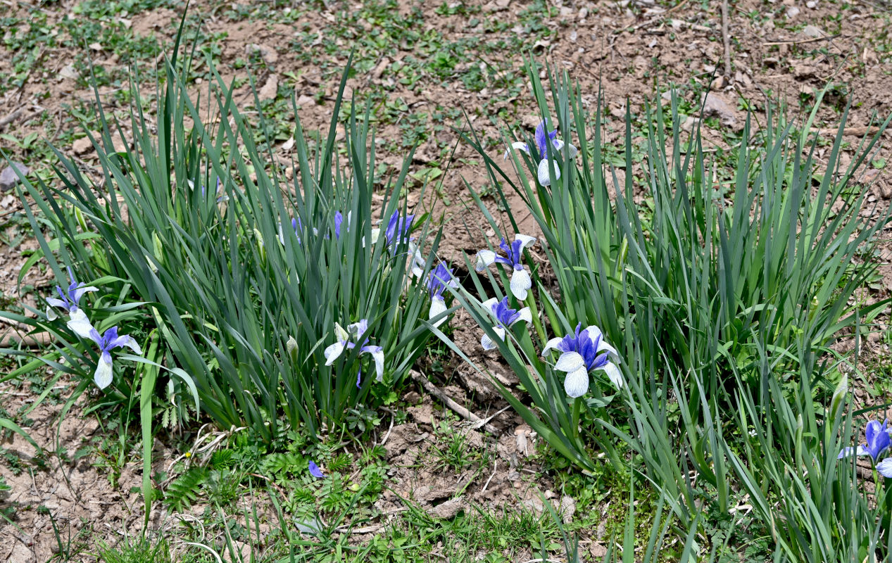 Image of Iris lactea specimen.