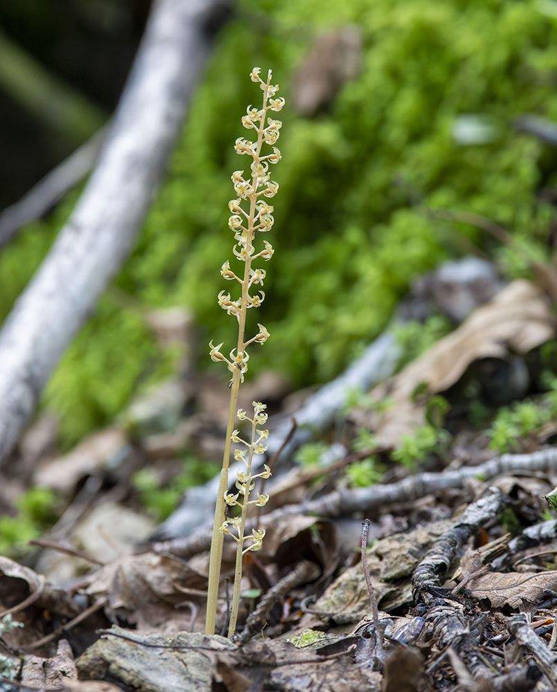 Image of Neottia asiatica specimen.