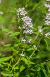 genus Thymus