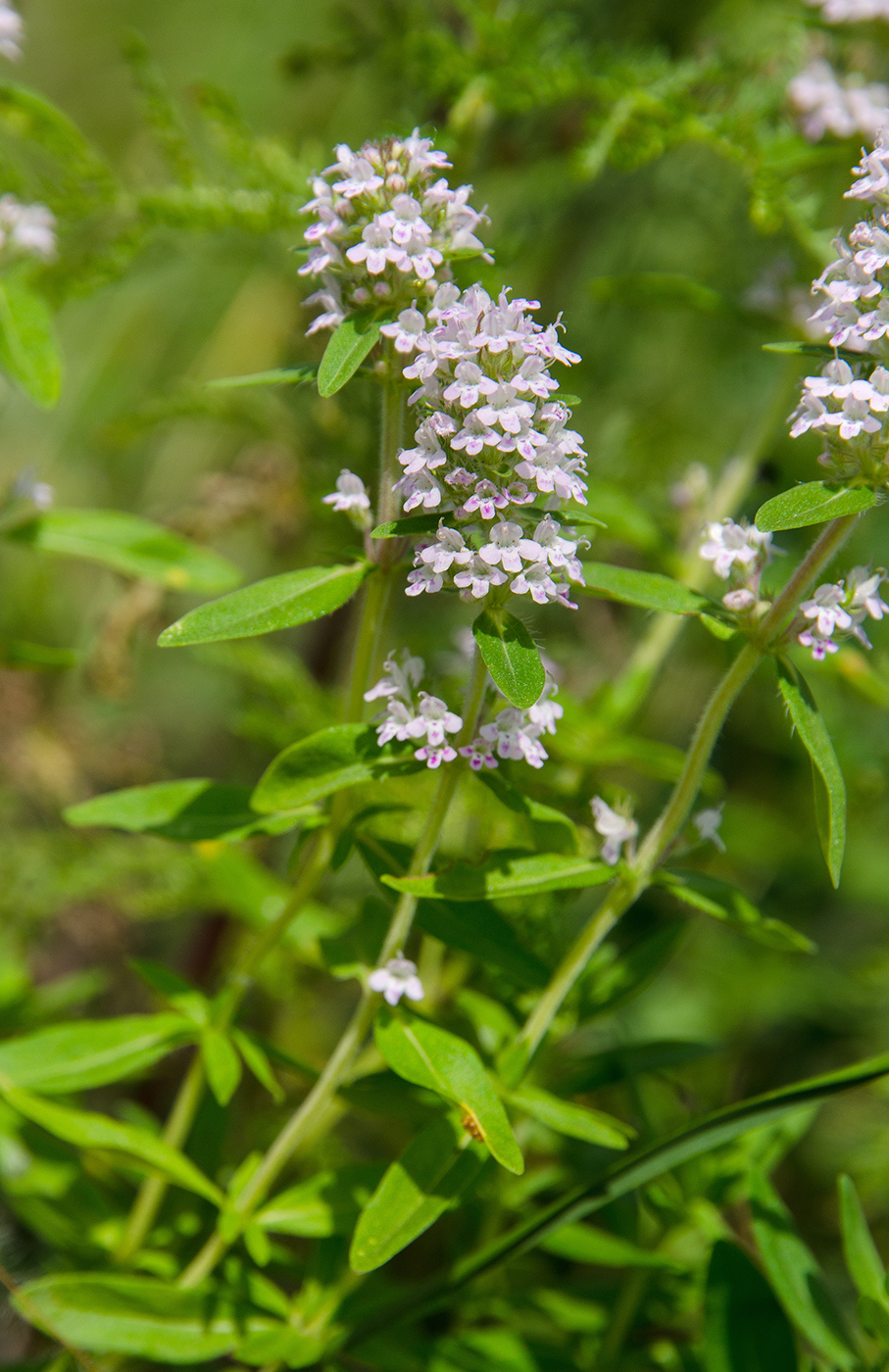 Image of genus Thymus specimen.