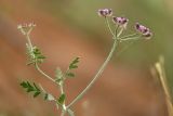 Turgenia latifolia. Верхушка цветущего растения. Ростовская обл., Неклиновский р-н, окр. хут. Мержаново, прибрежный глинистый склон. 31.05.2026.