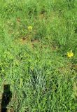 Bulbine narcissifolia