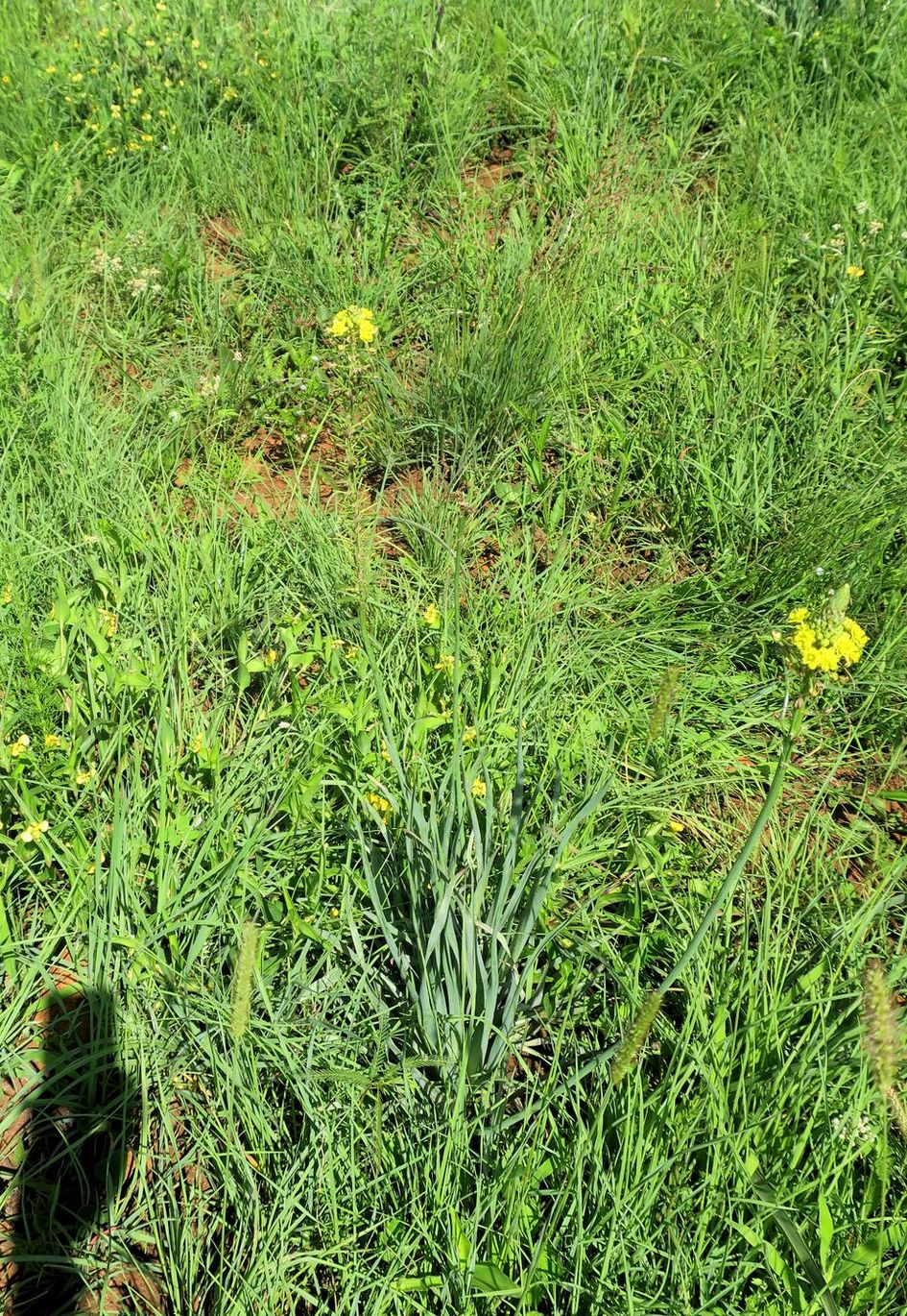 Изображение особи Bulbine narcissifolia.