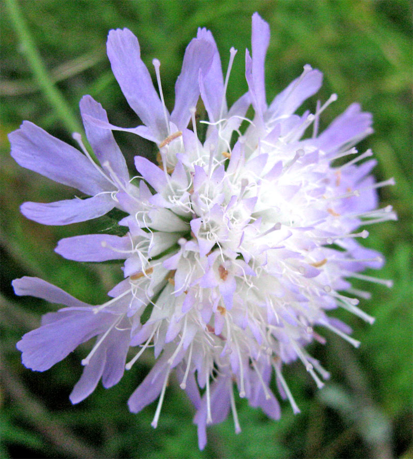 Image of Knautia arvensis specimen.