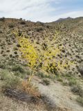 Ferula glabrifolia. Цветущее растение. Армения, Араратская обл., окр. г. Веди, Ерахский хр., мелкощебнистый склон. 10.06.2024.
