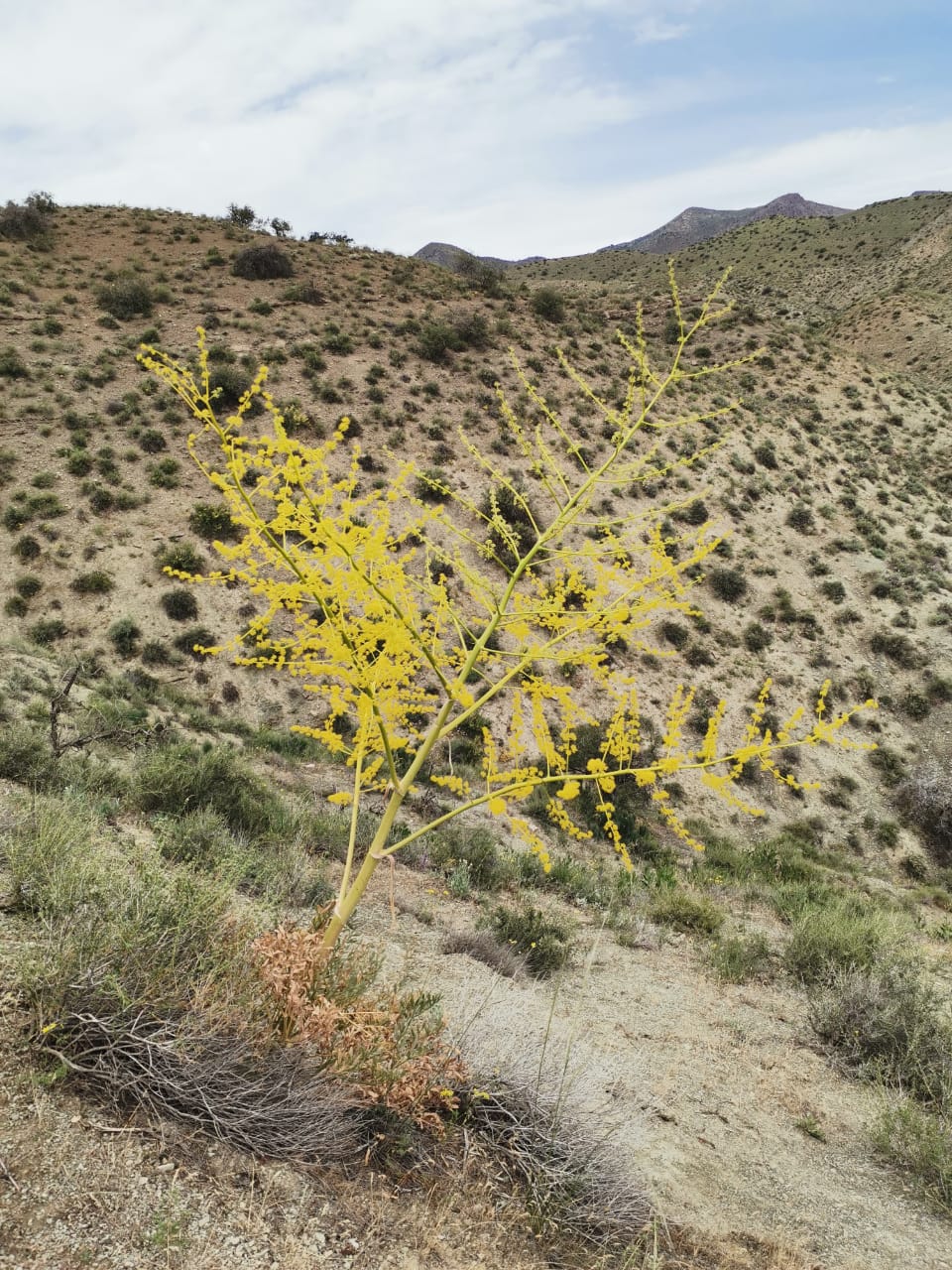Изображение особи Ferula glabrifolia.
