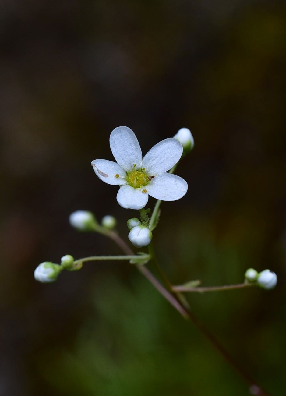 Image of Saxifraga cartilaginea specimen.
