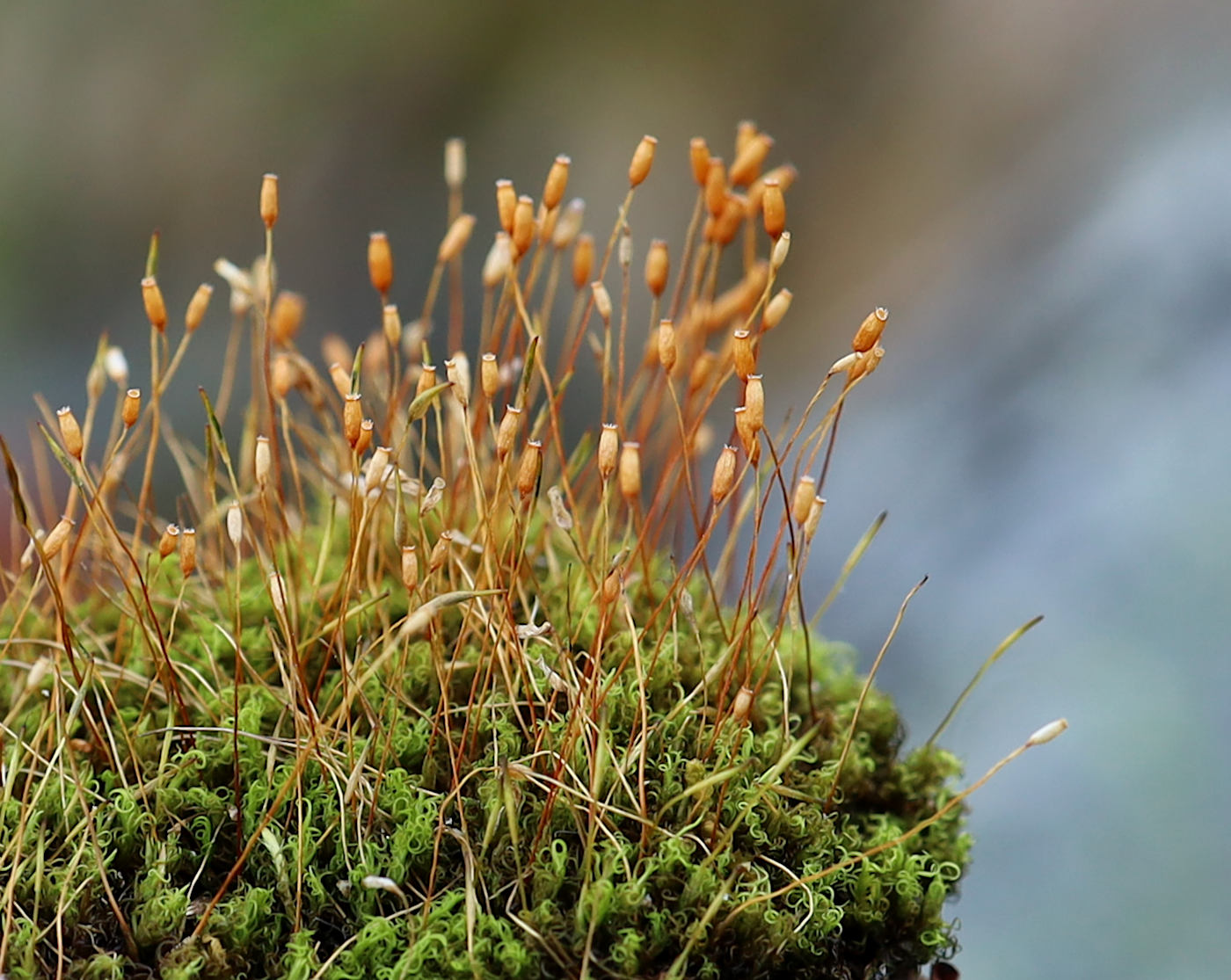 Image of Hymenoloma crispulum specimen.