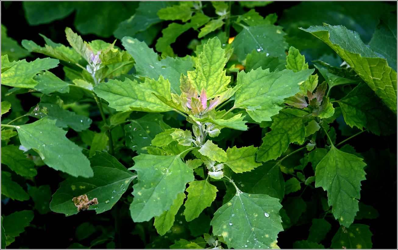 Изображение особи Chenopodium album.