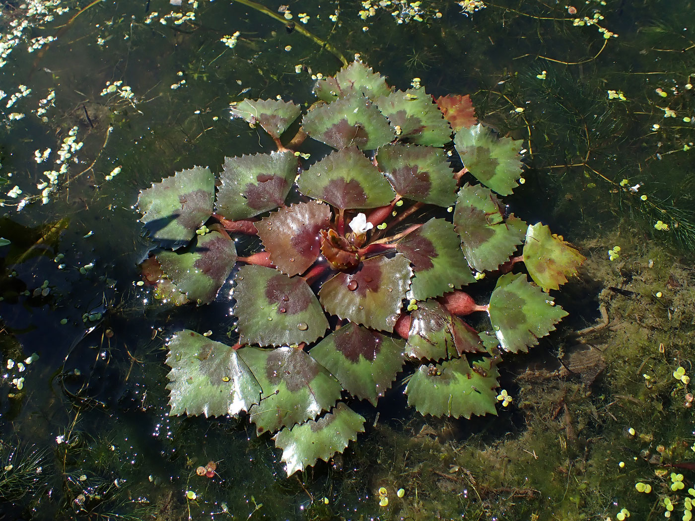 Image of Trapa manshurica specimen.