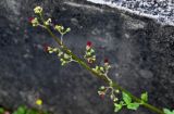 Scrophularia auriculata