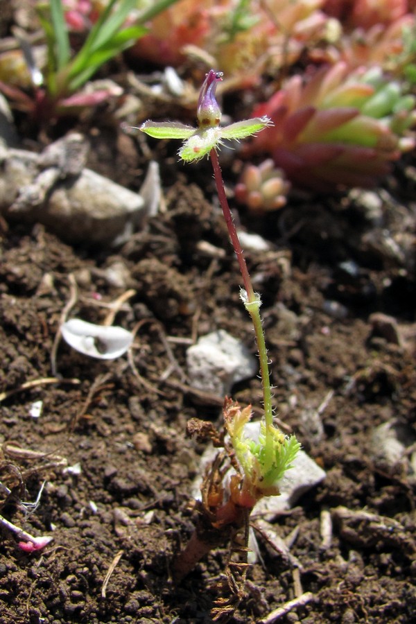 Image of Erodium cicutarium specimen.