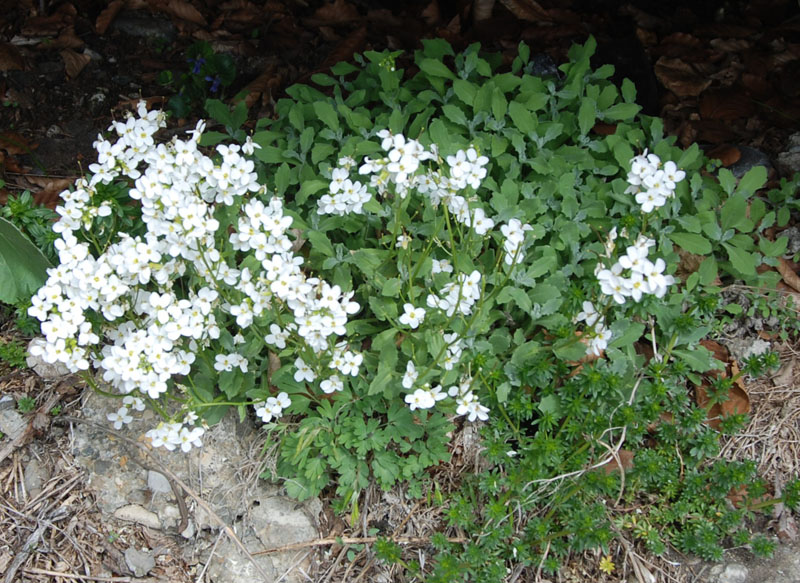 Изображение особи Arabis caucasica.