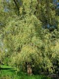 Salix alba. Цветущее мужское дерево. Ярославская обл., Некоузский р-н, пос. Борок. 27.05.2011.