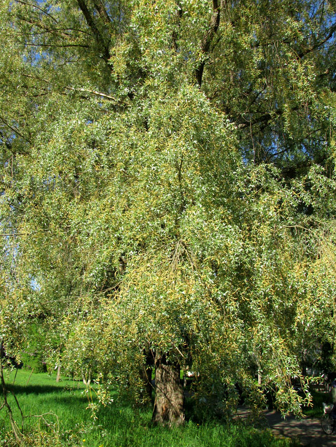 Image of Salix alba specimen.