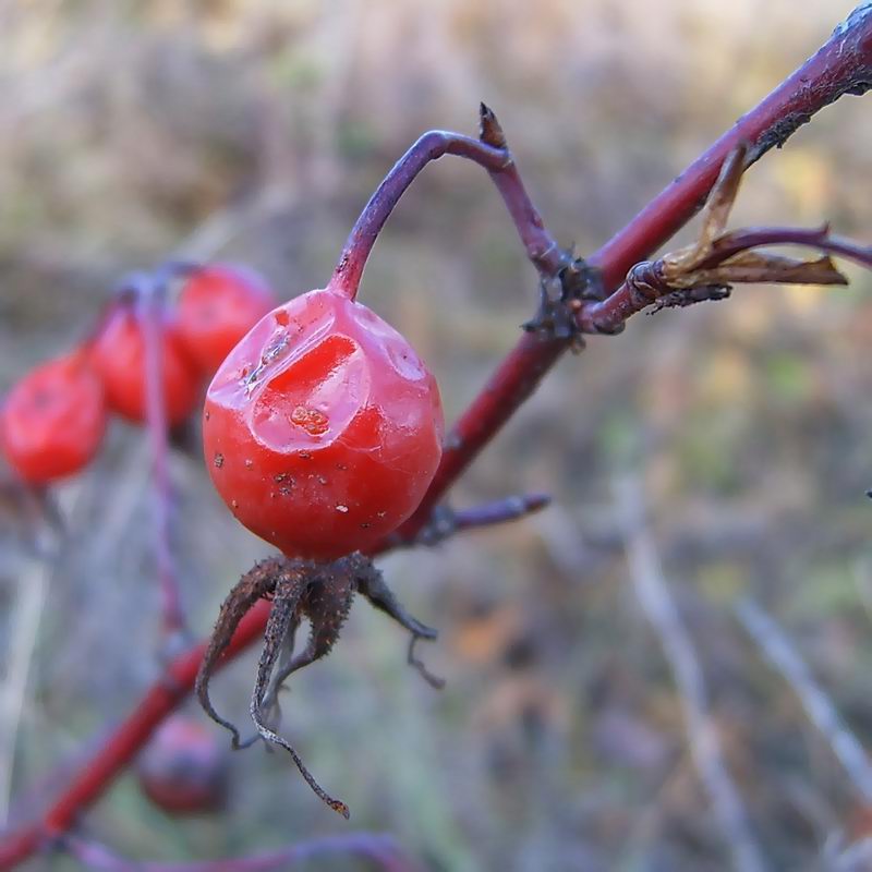 Изображение особи Rosa pratorum.