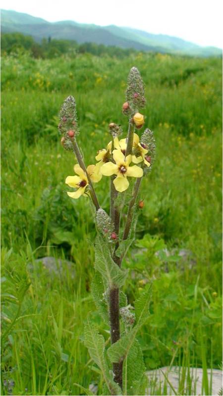 Image of genus Verbascum specimen.