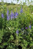 Veronica teucrium