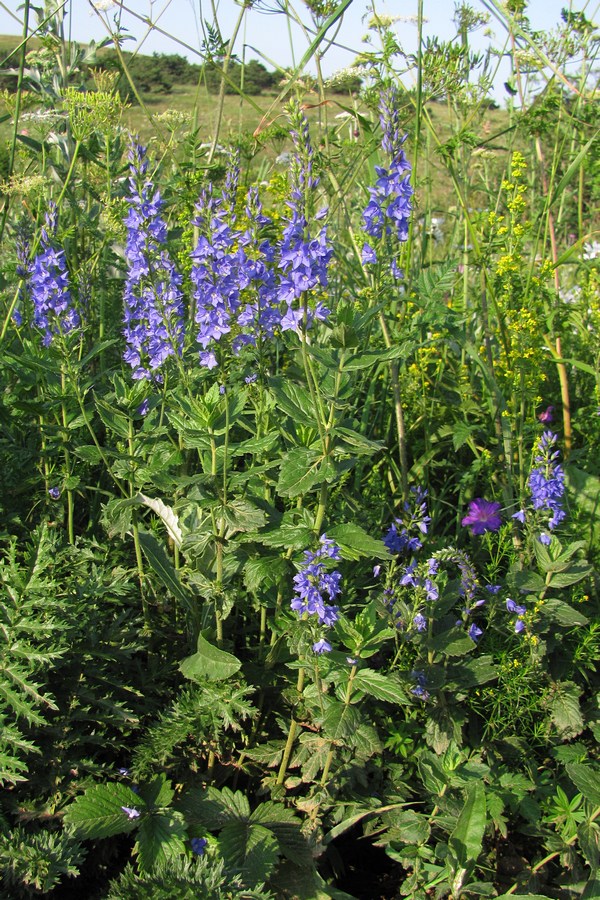 Изображение особи Veronica teucrium.