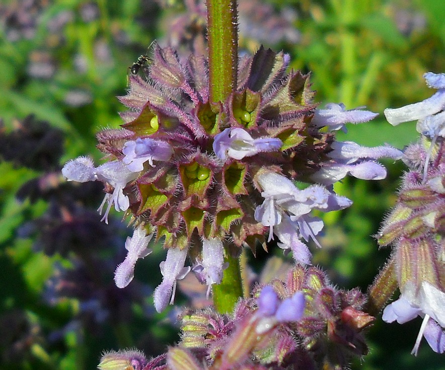 Изображение особи Salvia verticillata.