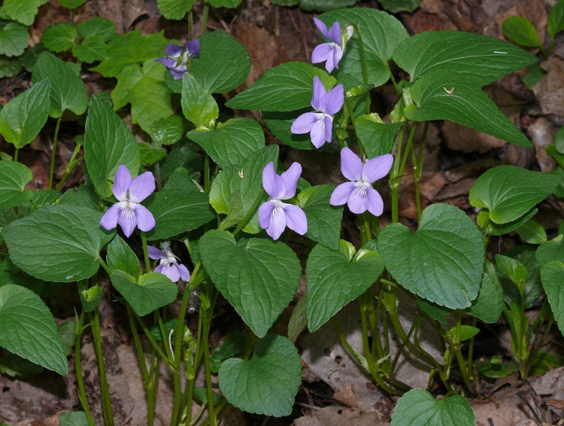 Изображение особи Viola canina.