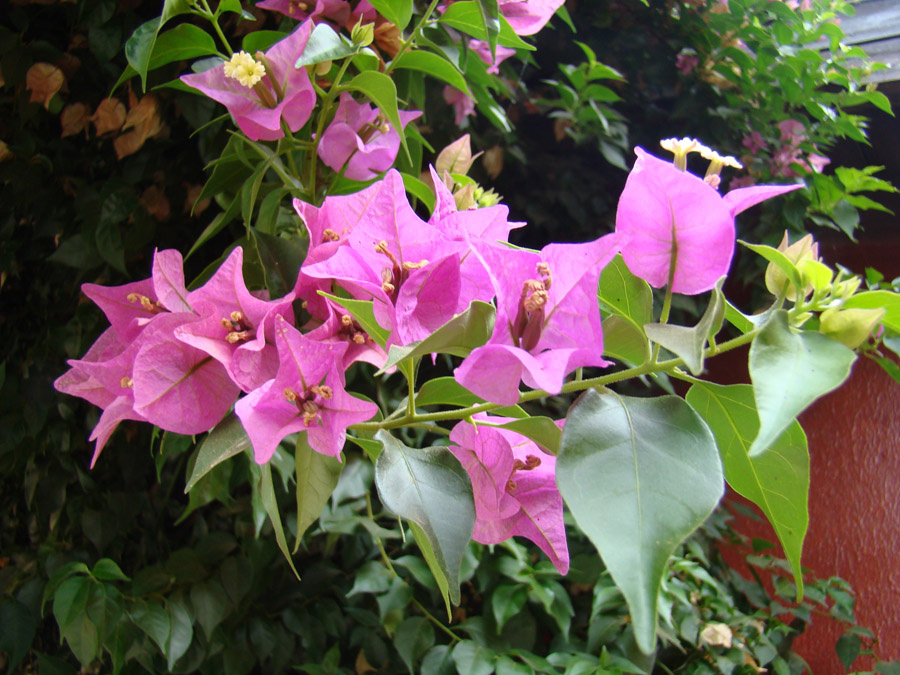 Изображение особи род Bougainvillea.