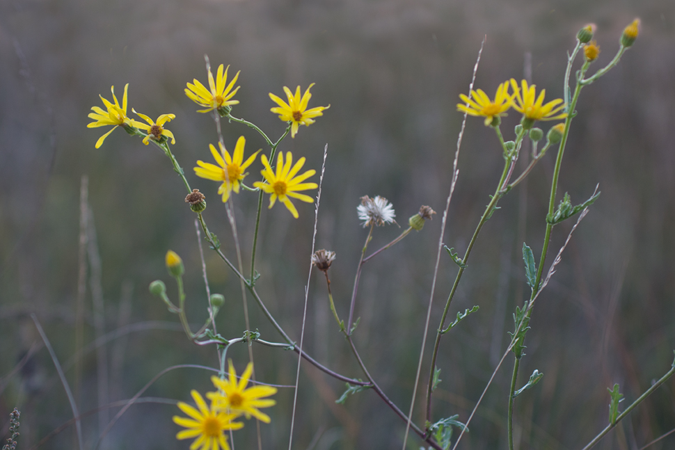 Image of Senecio grandidentatus specimen.