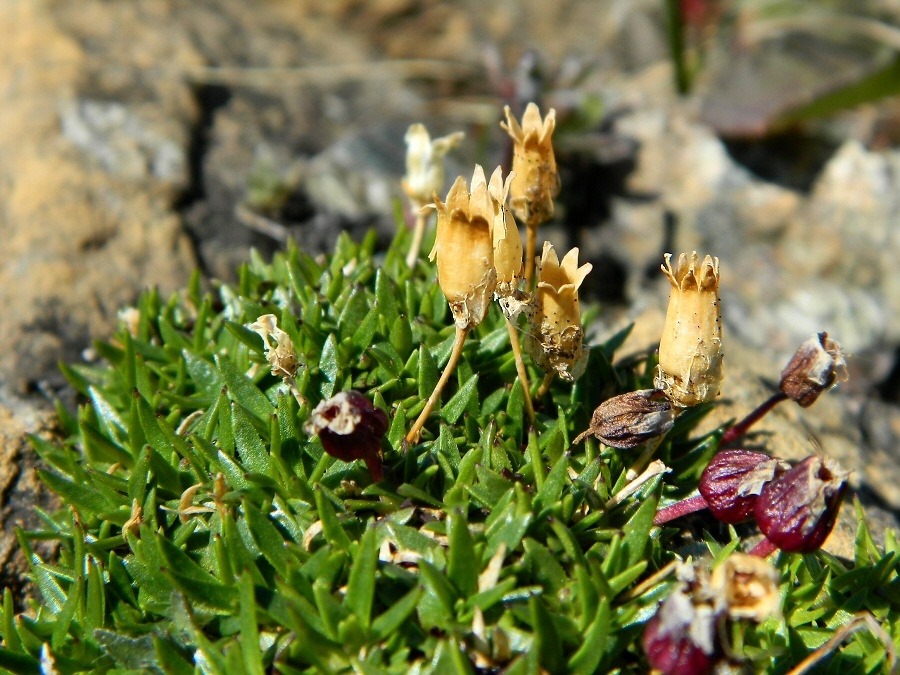 Image of Silene acaulis specimen.