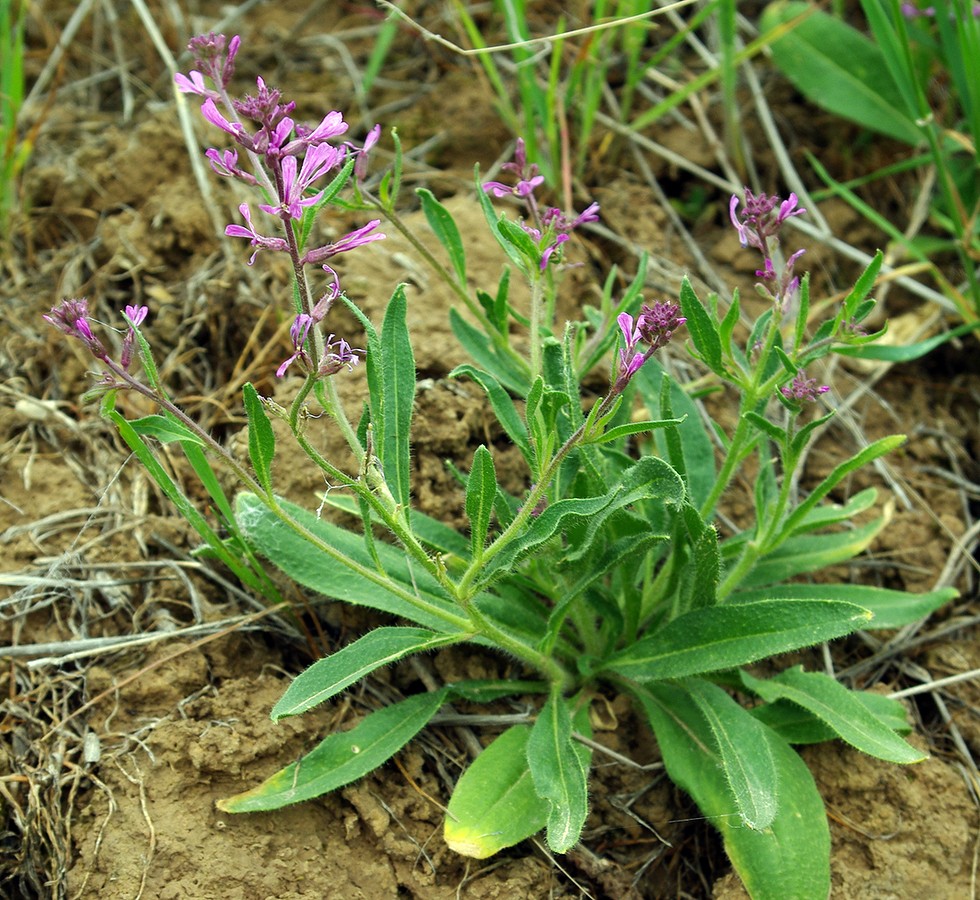 Изображение особи Strigosella turkestanica.