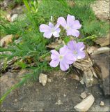 Linum nervosum. Цветущее растение на каменистой почве. Черноморское побережье Кавказа, Новороссийск, у мыса Шесхарис, можжевеловое редколесье. 6 мая 2009 г.