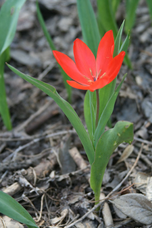 Изображение особи Tulipa praestans.