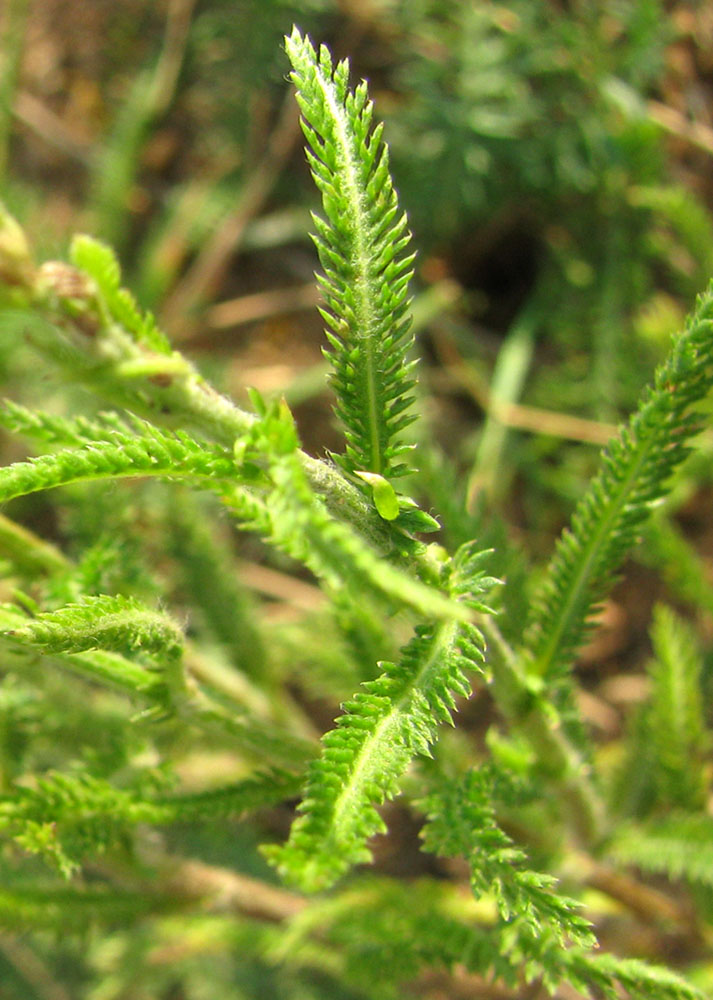 Image of Achillea collina specimen.