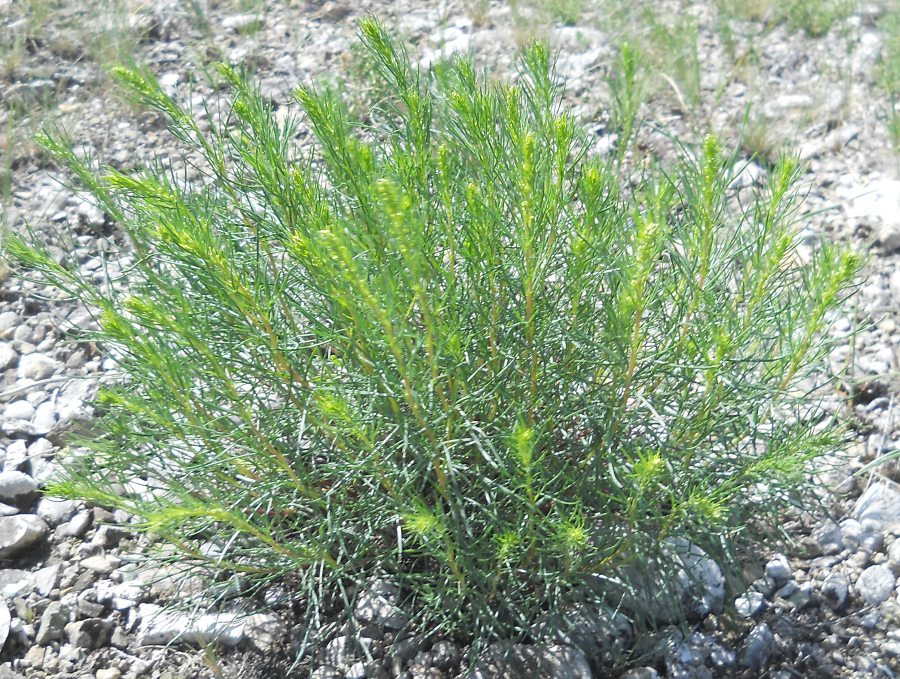 Изображение особи Artemisia salsoloides.