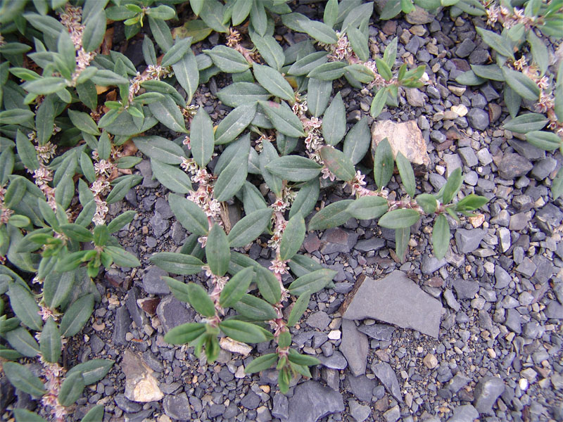 Изображение особи Polygonum alpestre.