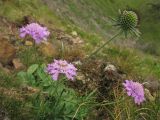 Scabiosa opaca