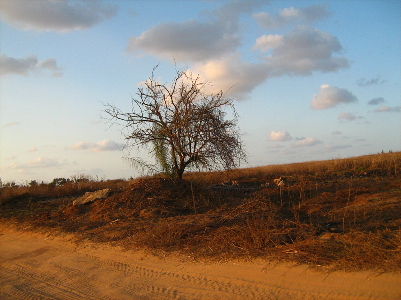 Изображение особи Parkinsonia aculeata.