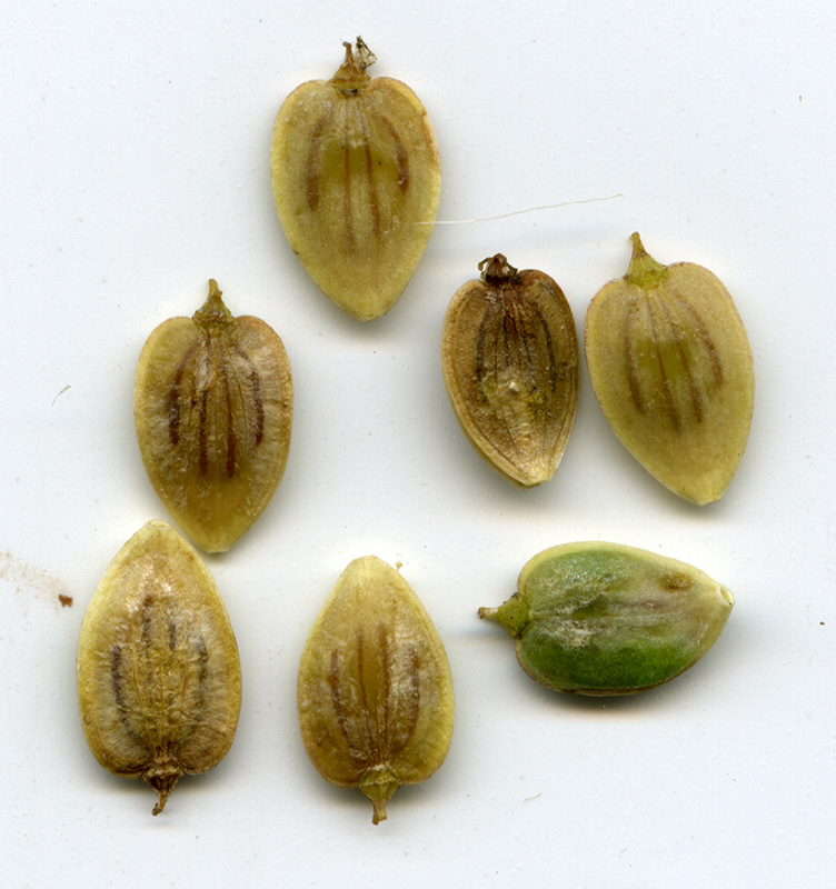 Image of Heracleum sibiricum specimen.