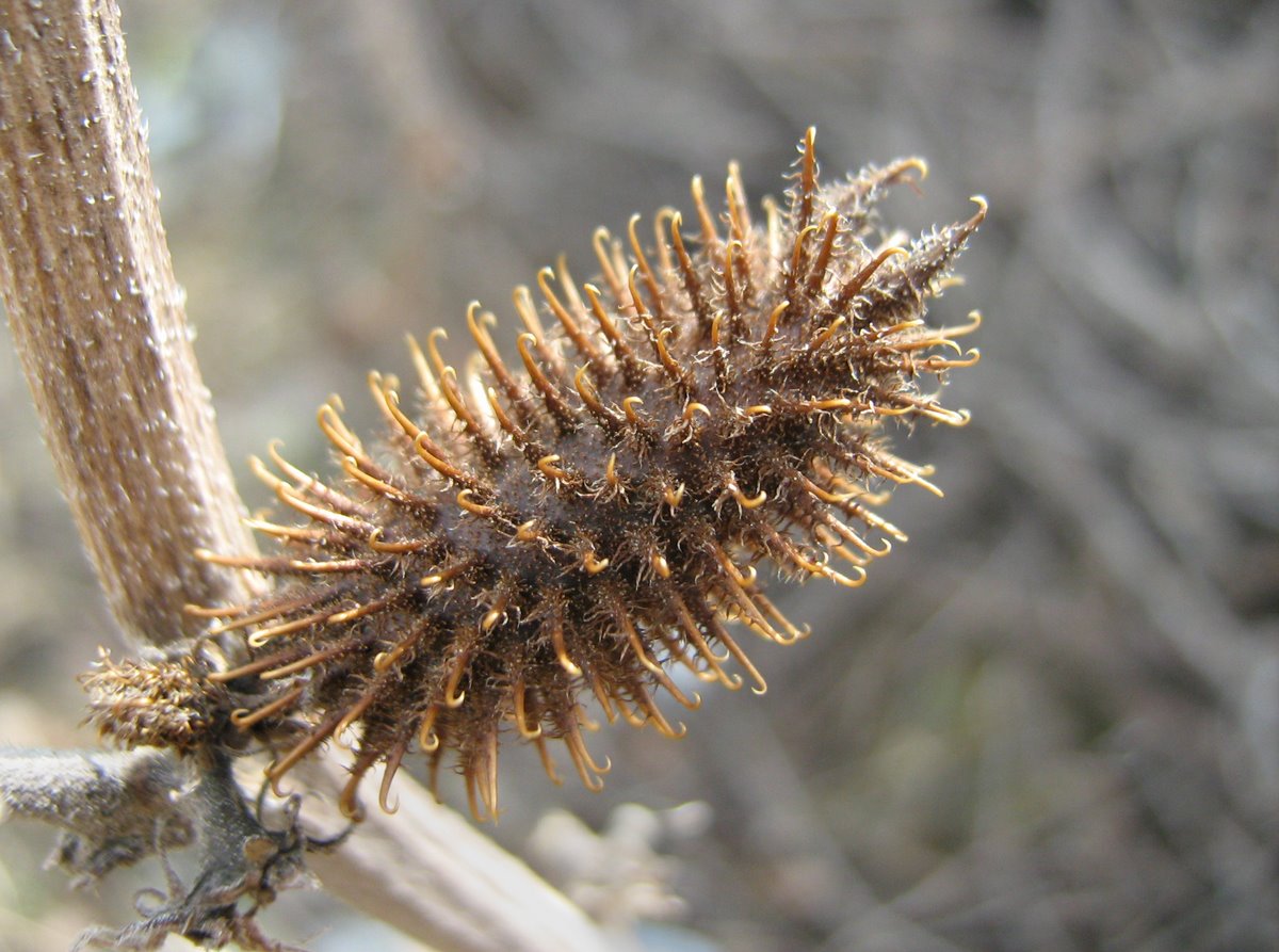 Image of Xanthium orientale specimen.